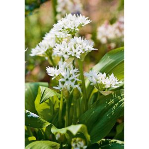 Plantiflor Gourmetkräuter Bärlauch Topf Durchmesser 12 cm Plantiflor Gourmetkräuter Bärlauch Topf Durchmesser 12 cm