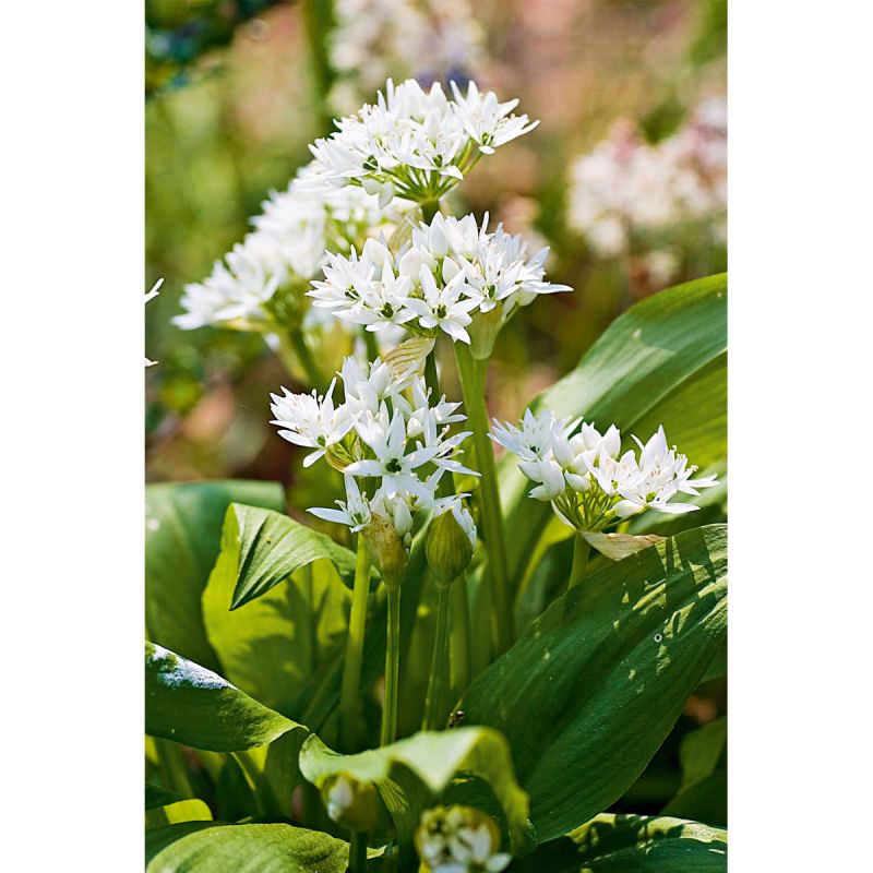 Plantiflor Gourmetkräuter Bärlauch Topf Durchmesser 12 cm