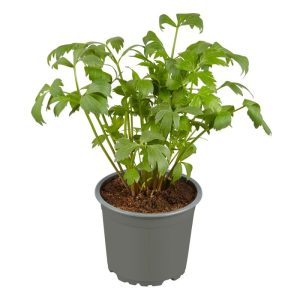 Plantiflor Gourmetkräuter Liebstöckel Topf 12 cm Plantiflor Gourmetkräuter Liebstöckel Topf 12 cm