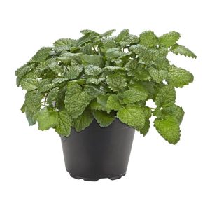 Plantiflor Gourmetkräuter Melisse im Topf Durchmesser 12 cm Plantiflor Gourmetkräuter Melisse im Topf Durchmesser 12 cm