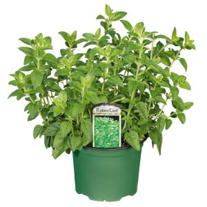 Plantiflor Gourmetkräuter Oregano Topf Durchmesser 12 cm Plantiflor Gourmetkräuter Oregano Topf Durchmesser 12 cm