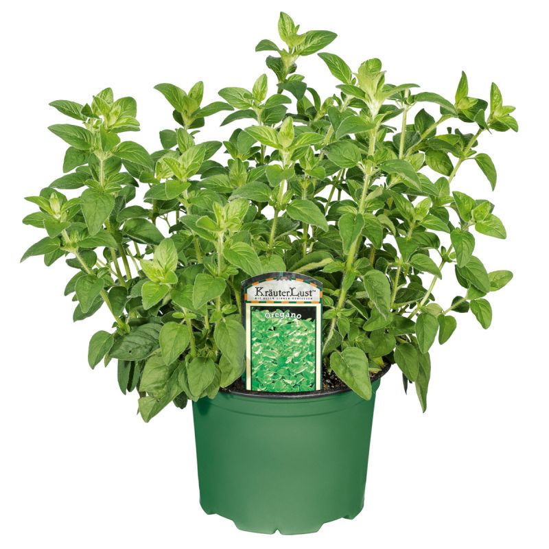 Plantiflor Gourmetkräuter Oregano Topf Durchmesser 12 cm