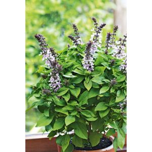 Plantiflor Gourmetkräuter Strauchbasilikum Topf Durchmesser 12 cm Plantiflor Gourmetkräuter Strauchbasilikum Topf Durchmesser 12 cm