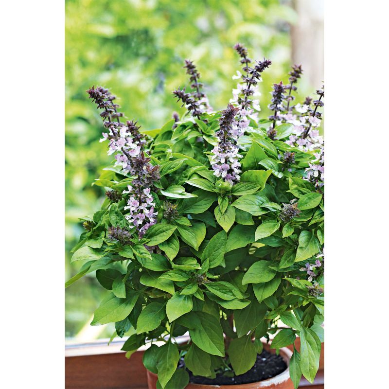 Plantiflor Gourmetkräuter Strauchbasilikum Topf Durchmesser 12 cm