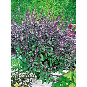 Plantiflor Gourmetkräuter Strauchbasilikum rot im Topf Durchmesser 12 cm Plantiflor Gourmetkräuter Strauchbasilikum rot im Topf Durchmesser 12 cm