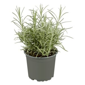 Plantiflor Gourmetkräuter Currykraut Topf 12 cm Plantiflor Gourmetkräuter Currykraut Topf 12 cm
