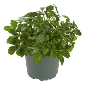 Plantiflor Gourmetkräuter Kraut des Lebens Topf 12 cm Plantiflor Gourmetkräuter Kraut des Lebens Topf 12 cm