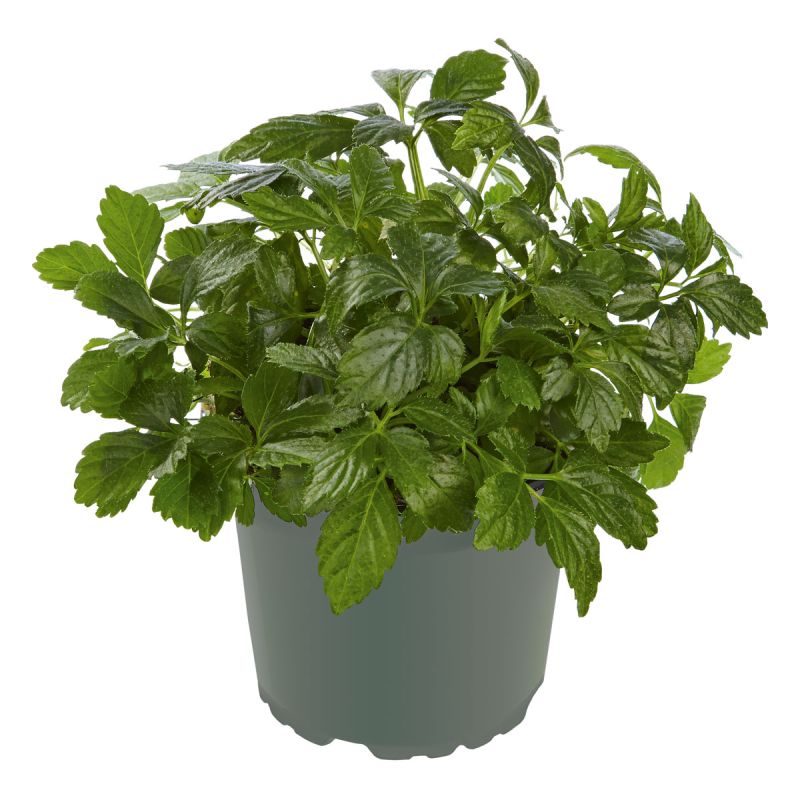 Plantiflor  Gourmetkräuter Kraut des Lebens Topf 12 cm