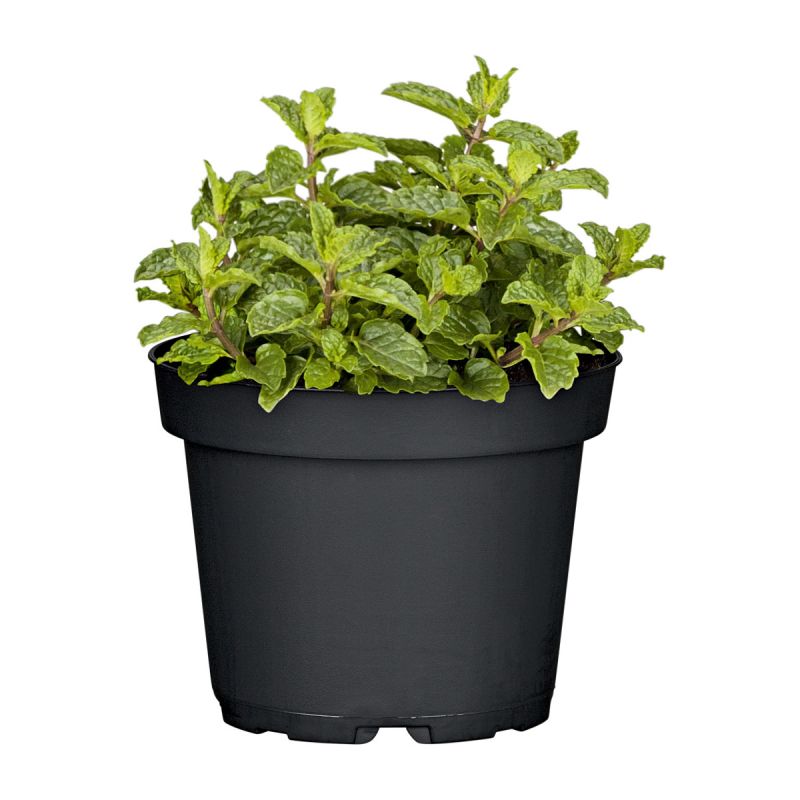 Plantiflor Gourmetkräuter Marokkansiche Minze Topf Durchmesser 12 cm