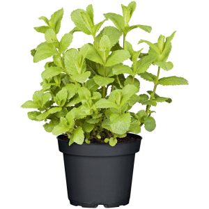 Plantiflor Gourmetkräuter Mojitominze Topf Durchmesser 12 cm Plantiflor Gourmetkräuter Mojitominze Topf Durchmesser 12 cm
