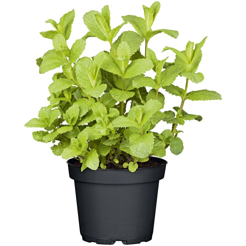Plantiflor Gourmetkräuter Mojitominze Topf Durchmesser 12 cm