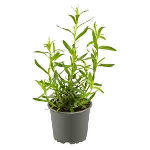 Plantiflor Gourmetkräuter Estragon Topf 12 cm Plantiflor Gourmetkräuter Estragon Topf 12 cm