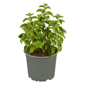 Plantiflor Gourmetkräuter Majoran Topf 12 cm Plantiflor Gourmetkräuter Majoran Topf 12 cm