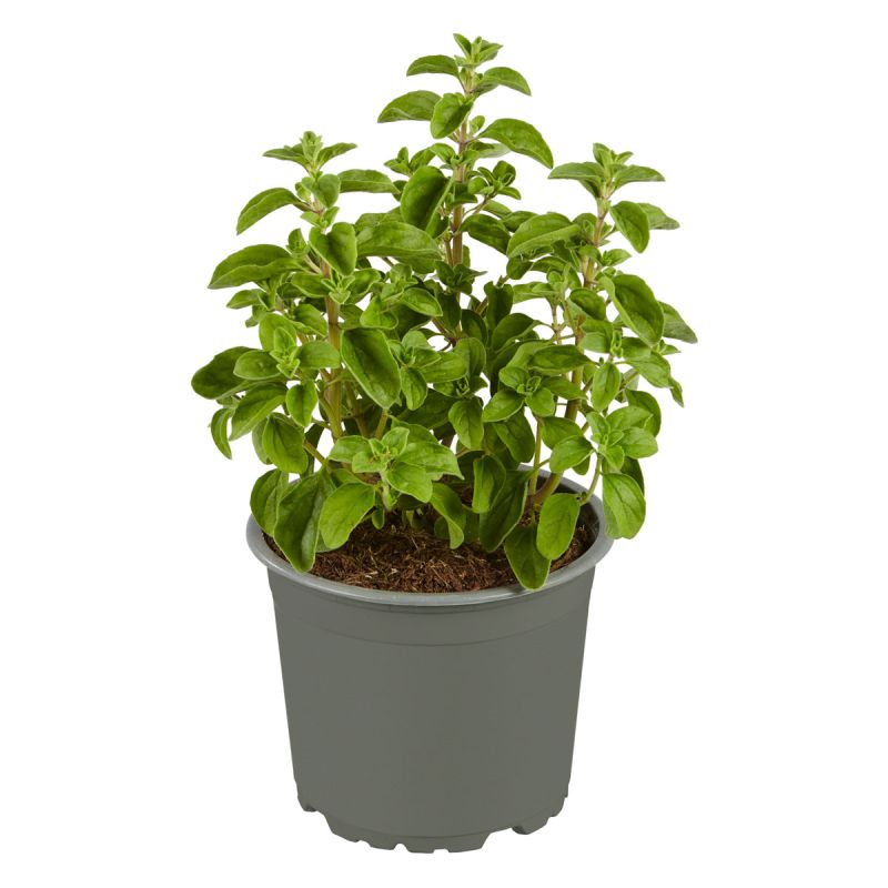 Plantiflor Gourmetkräuter Majoran Topf 12 cm