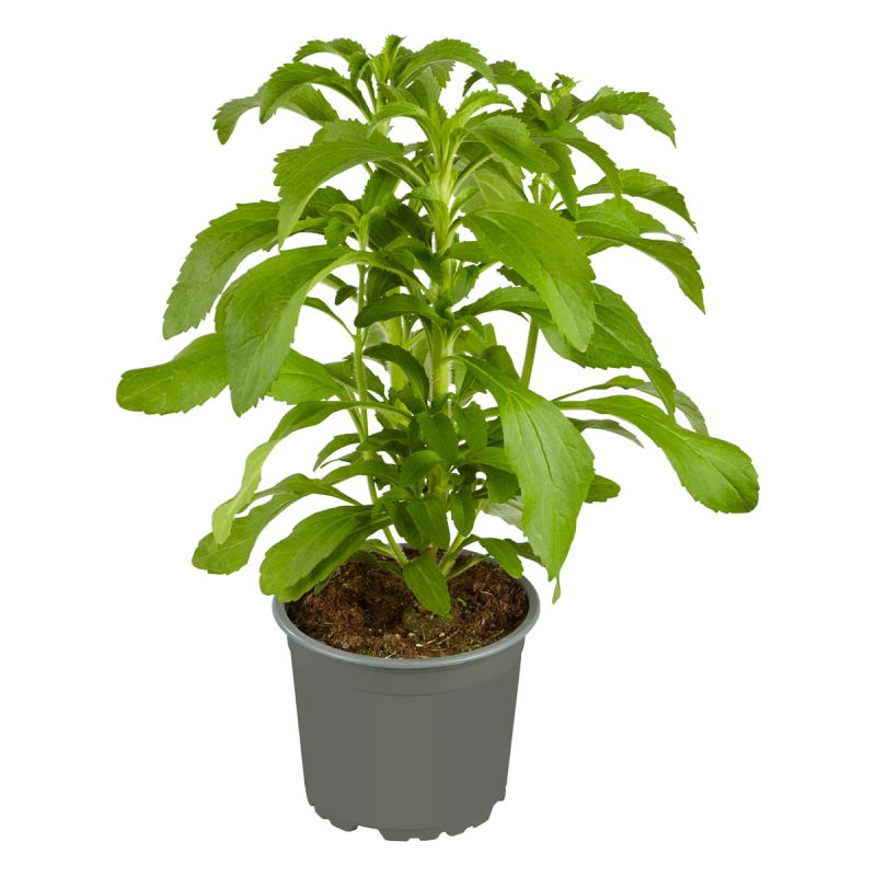 Plantiflor Gourmetkräuter Stevia Topf 12 cm