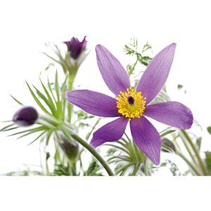 Plantiflor  Küchenschelle Pulsatilla Topf Durchmesser 13 cm
