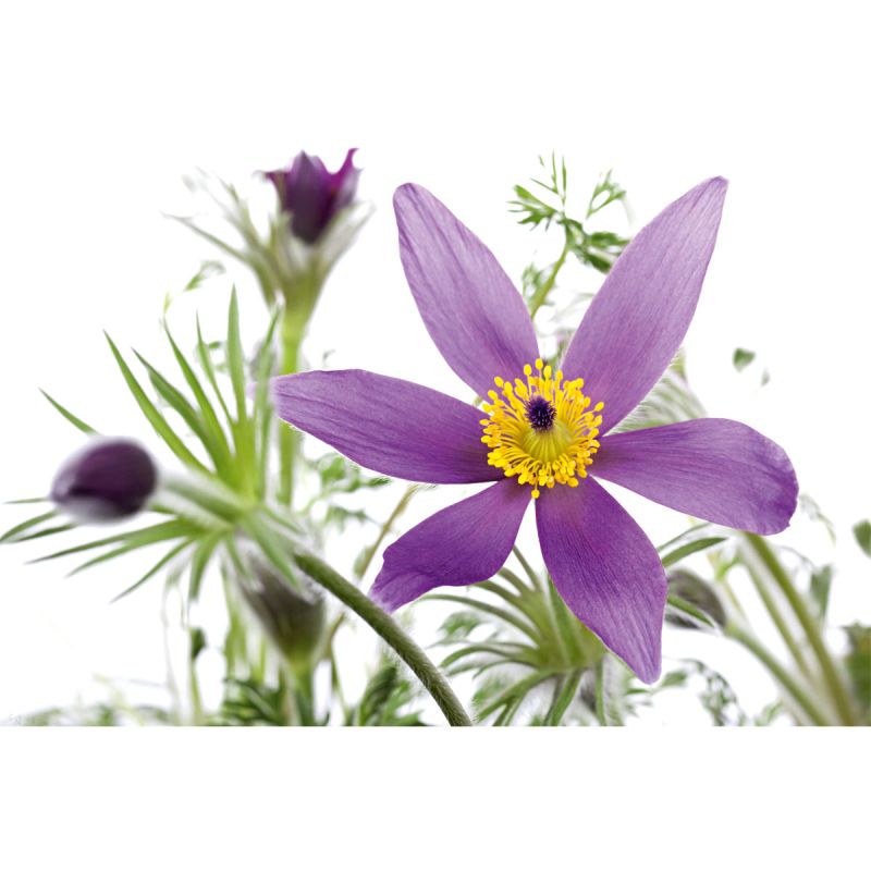 Plantiflor Küchenschelle Pulsatilla Topf Durchmesser 13 cm