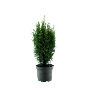 Plantiflor Gartenzypresse Snow White Topf Durchmesser 17 cm Plantiflor Gartenzypresse Snow White Topf Durchmesser 17 cm