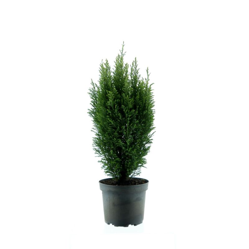 Plantiflor Gartenzypresse Snow White Topf Durchmesser 17 cm