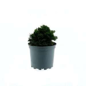 Plantiflor Zwerg-Muschel-Zypresse Nana Gracilis Topf Durchmesser 15 cm Plantiflor Zwerg-Muschel-Zypresse Nana Gracilis Topf Durchmesser 15 cm