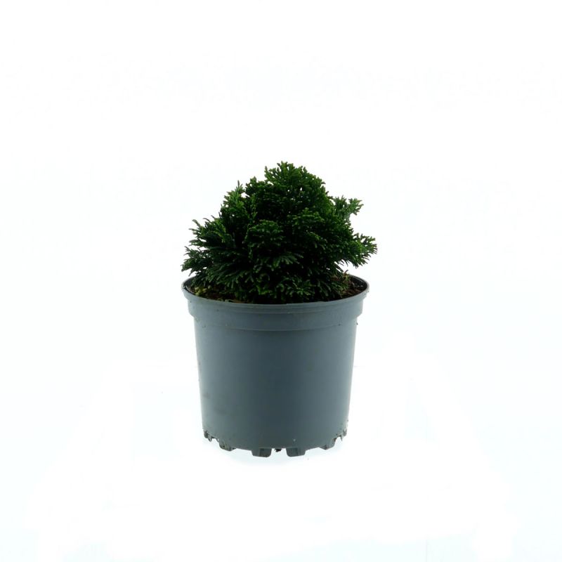 Plantiflor Zwerg-Muschel-Zypresse Nana Gracilis Topf Durchmesser 15 cm