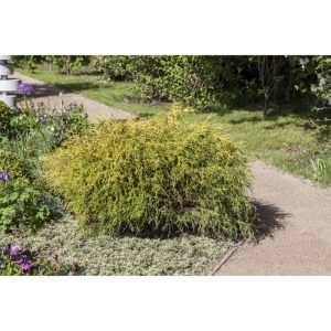 Plantiflor Gelbe Zwerg-Fadenzypresse Aurea Nana Topf Durchmesser 17 cm Plantiflor Gelbe Zwerg-Fadenzypresse Aurea Nana Topf Durchmesser 17 cm
