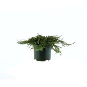 Plantiflor Grüner Kriechwacholder Green Carpet Topf Durchmesser 17 cm Plantiflor Grüner Kriechwacholder Green Carpet Topf Durchmesser 17 cm
