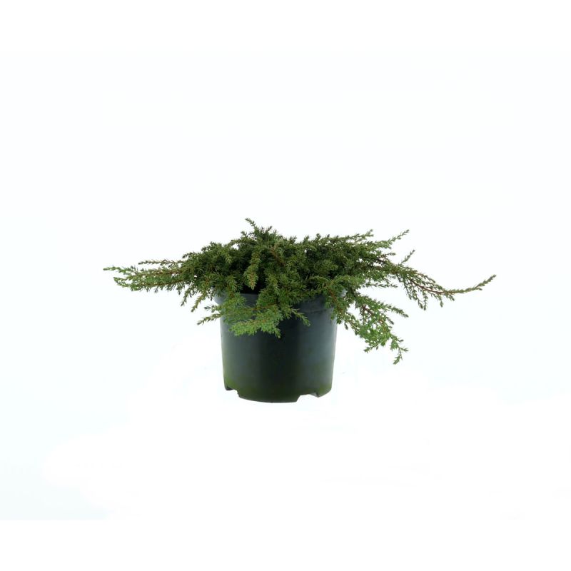 Plantiflor Grüner Kriechwacholder Green Carpet Topf Durchmesser 17 cm