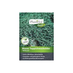 Plantiflor Blauer Teppichwacholder Wiltonii Topf Durchmesser 17 cm Plantiflor Blauer Teppichwacholder Wiltonii Topf Durchmesser 17 cm