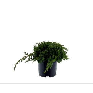 Plantiflor Niederer Zwergwacholder Nana Topf Durchmesser 17 cm Plantiflor Niederer Zwergwacholder Nana Topf Durchmesser 17 cm