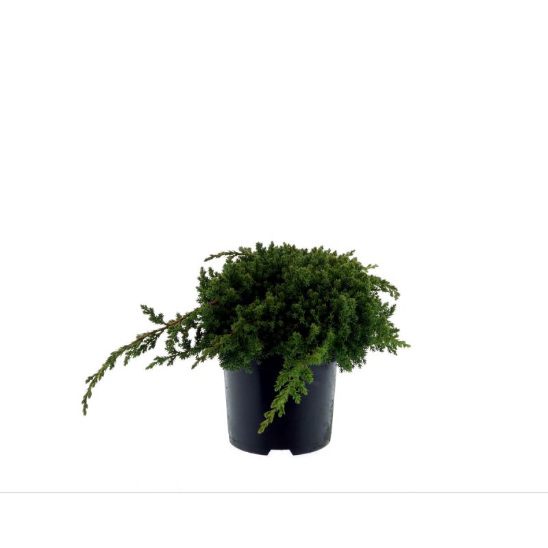 Plantiflor Niederer Zwergwacholder Nana Topf Durchmesser 17 cm