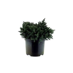 Plantiflor Blauer Zwerg-Wacholder Blue Star Topf Durchmesser 17 cm Plantiflor Blauer Zwerg-Wacholder Blue Star Topf Durchmesser 17 cm