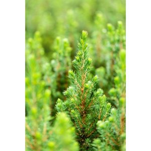 Plantiflor Zuckerhutfichte Conica Topf Durchmesser 17 cm Plantiflor Zuckerhutfichte Conica Topf Durchmesser 17 cm