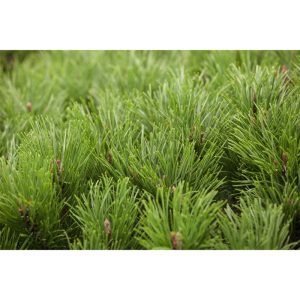 Plantiflor Zwerg-Kiefer Topf Durchmesser 17 cm Plantiflor Zwerg-Kiefer Topf Durchmesser 17 cm