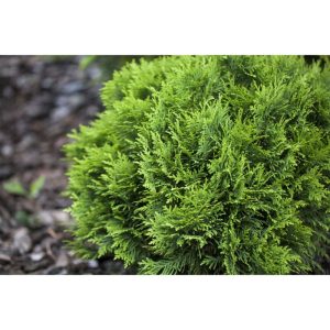 Plantiflor Zwergiger Kugel-Lebensbaum Danica Topf Durchmesser 17 cm Plantiflor Zwergiger Kugel-Lebensbaum Danica Topf Durchmesser 17 cm