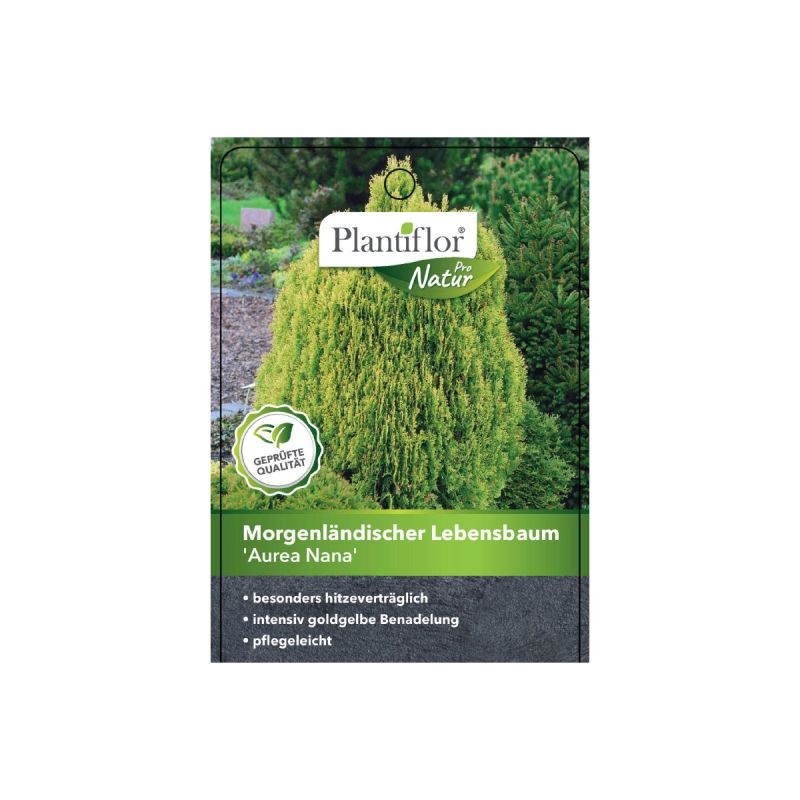 Plantiflor Gelber Zwerg-Lebensbaum Aurea Nana Topf Durchmesser 17 cm