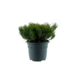 Plantiflor Zwerg-Kiefer Topf Durchmesser 23 cm Plantiflor Zwerg-Kiefer Topf Durchmesser 23 cm