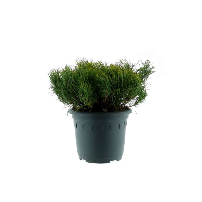 Plantiflor Zwerg-Kiefer Topf Durchmesser 23 cm