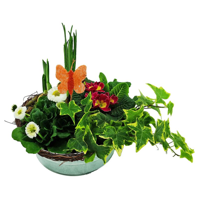 Plantiflor Bepflanzte Zinkschale inkl Dekostecker