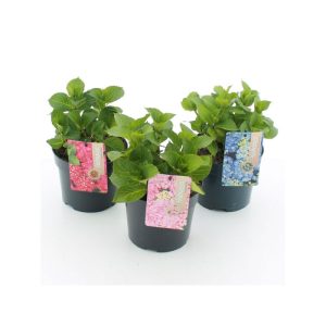Plantiflor Gartenhortensie Topf Durchmesser 17 cm Plantiflor Gartenhortensie Topf Durchmesser 17 cm