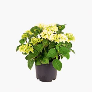Plantiflor Gartenhortensie Topf Durchmesser 23 cm Plantiflor Gartenhortensie Topf Durchmesser 23 cm