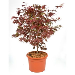 Plantiflor Fächerahorn im Topf Durchmesser 19 cm Plantiflor Fächerahorn im Topf Durchmesser 19 cm