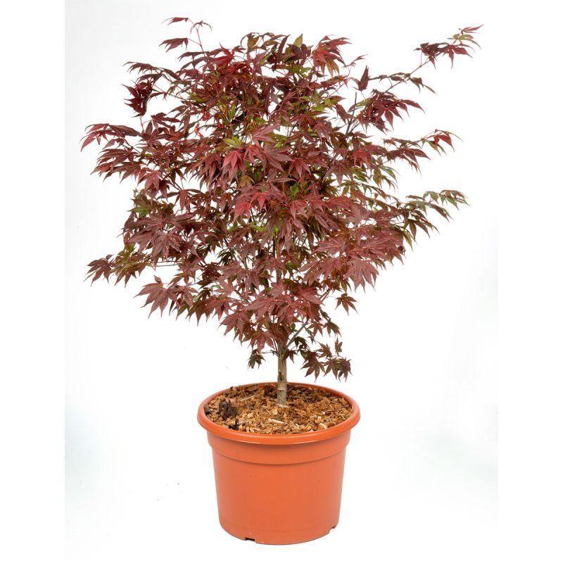 Plantiflor Fächerahorn im Topf Durchmesser 19 cm