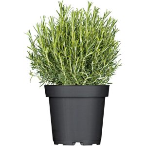Plantiflor Rosmarin im Topf Durchmesser 14 cm Plantiflor Rosmarin im Topf Durchmesser 14 cm