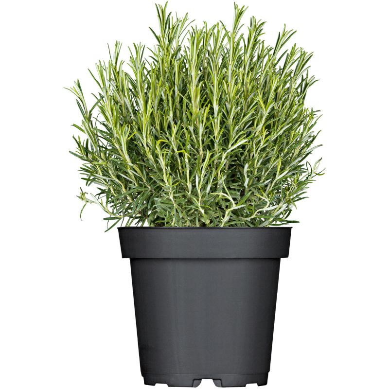 Plantiflor Rosmarin im Topf Durchmesser 14 cm
