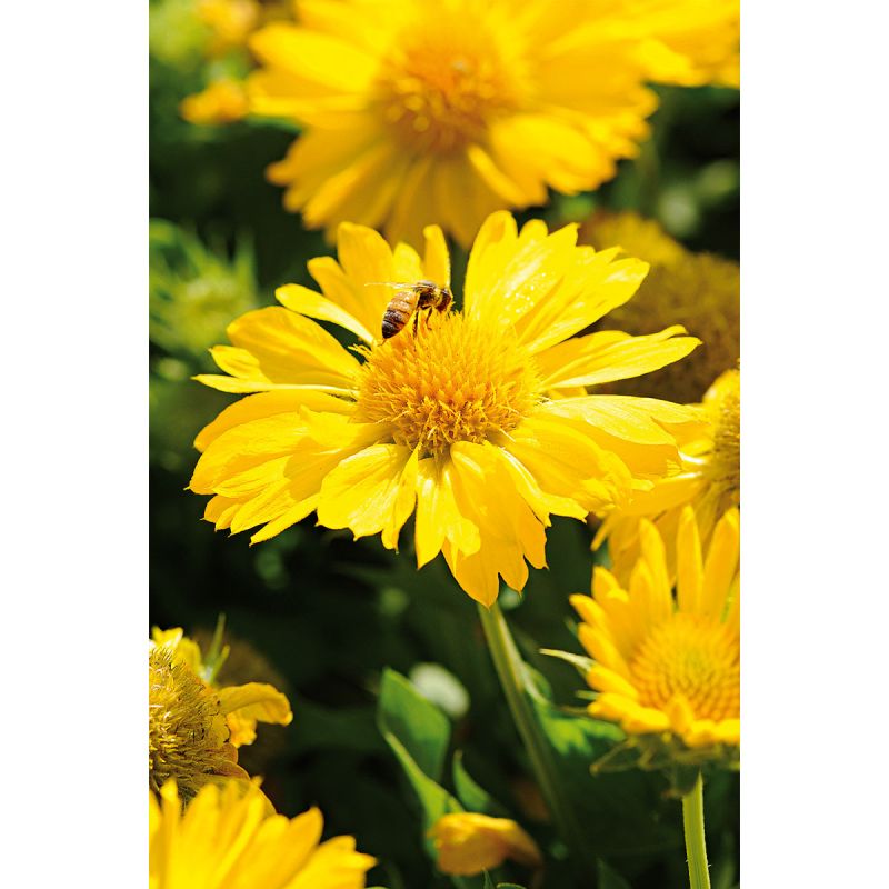 Plantiflor Staudenmix Indian Summer Topf Durchmesser 13 cm