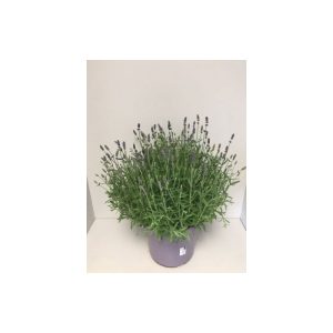 Plantiflor Echter Lavendel T26 Plantiflor Echter Lavendel T26