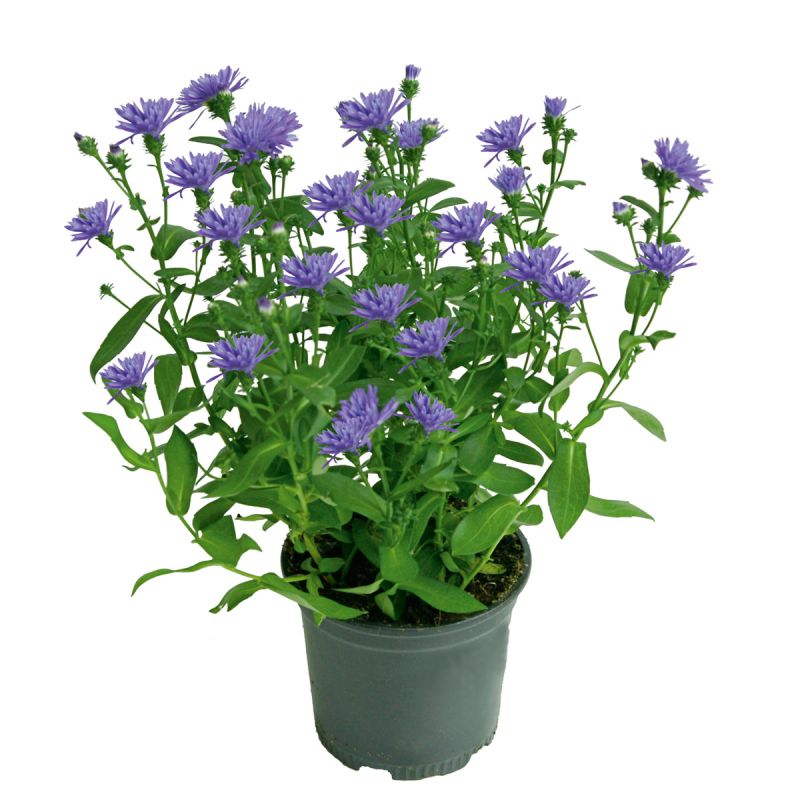Plantiflor Herbstaster Trio Topf Durchmesser 13 cm