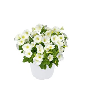 Plantiflor Zauberglöckchen, Topf Ø 13 cm Plantiflor Zauberglöckchen, Topf Ø 13 cm