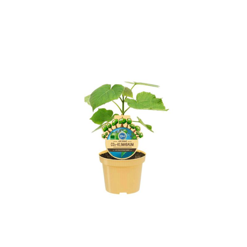 Plantiflor Bio-CO-Klimabaum Kiri-Baum Topf Durchmesser 15 cm